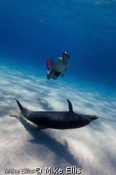 Freediver Swims with a Atlantic spotted dolphin on white ... by Mike Ellis 